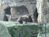 <img0*150:stuff/z/46887/Nehirwen%2520stock%2520-%2520Zoo%2520Animals/Berlin%20171.jpg>