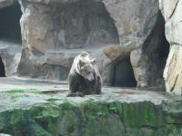 <img0*150:stuff/z/46887/Nehirwen%2520stock%2520-%2520Zoo%2520Animals/Berlin%20172.jpg>