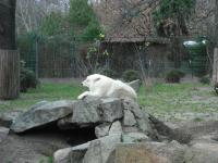 <img0*150:stuff/z/46887/Nehirwen%2520stock%2520-%2520Zoo%2520Animals/Berlin%20173.jpg>