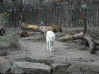 <img0*150:stuff/z/46887/Nehirwen%2520stock%2520-%2520Zoo%2520Animals/Berlin%20174.jpg>
