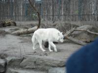 <img0*150:stuff/z/46887/Nehirwen%2520stock%2520-%2520Zoo%2520Animals/Berlin%20175.jpg>
