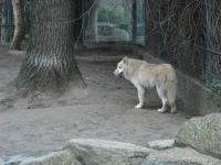 <img0*150:stuff/z/46887/Nehirwen%2520stock%2520-%2520Zoo%2520Animals/Berlin%20179.jpg>