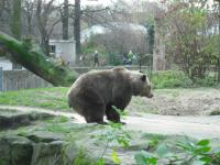 <img0*150:stuff/z/46887/Nehirwen%2520stock%2520-%2520Zoo%2520Animals/Berlin%20183.jpg>