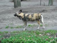 <img0*150:stuff/z/46887/Nehirwen%2520stock%2520-%2520Zoo%2520Animals/Berlin%20185.jpg>