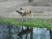 <img0*150:stuff/z/46887/Nehirwen%2520stock%2520-%2520Zoo%2520Animals/Berlin%20186.jpg>
