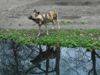 <img0*150:stuff/z/46887/Nehirwen%2520stock%2520-%2520Zoo%2520Animals/Berlin%20187.jpg>