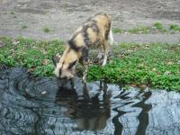 <img0*150:stuff/z/46887/Nehirwen%2520stock%2520-%2520Zoo%2520Animals/Berlin%20188.jpg>