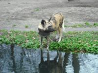 <img0*150:stuff/z/46887/Nehirwen%2520stock%2520-%2520Zoo%2520Animals/Berlin%20189.jpg>