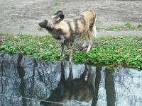 <img0*150:stuff/z/46887/Nehirwen%2520stock%2520-%2520Zoo%2520Animals/Berlin%20190.jpg>