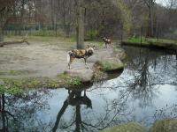 <img0*150:stuff/z/46887/Nehirwen%2520stock%2520-%2520Zoo%2520Animals/Berlin%20191.jpg>