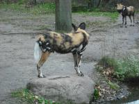 <img0*150:stuff/z/46887/Nehirwen%2520stock%2520-%2520Zoo%2520Animals/Berlin%20192.jpg>