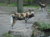<img0*150:stuff/z/46887/Nehirwen%2520stock%2520-%2520Zoo%2520Animals/Berlin%20193.jpg>