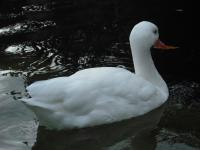 <img0*150:stuff/z/46887/Nehirwen%2520stock%2520-%2520Zoo%2520Animals/Berlin%20194.jpg>