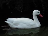 <img0*150:stuff/z/46887/Nehirwen%2520stock%2520-%2520Zoo%2520Animals/Berlin%20195.jpg>