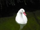 Nehirwen stock - Zoo Animals