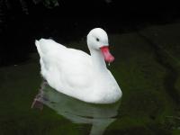 <img0*150:stuff/z/46887/Nehirwen%2520stock%2520-%2520Zoo%2520Animals/Berlin%20197.jpg>