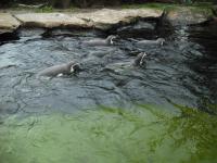 <img0*150:stuff/z/46887/Nehirwen%2520stock%2520-%2520Zoo%2520Animals/Berlin%20201.jpg>