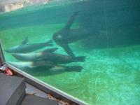 <img0*150:stuff/z/46887/Nehirwen%2520stock%2520-%2520Zoo%2520Animals/Berlin%20208.jpg>