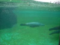 <img0*150:stuff/z/46887/Nehirwen%2520stock%2520-%2520Zoo%2520Animals/Berlin%20213.jpg>