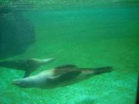 <img0*150:stuff/z/46887/Nehirwen%2520stock%2520-%2520Zoo%2520Animals/Berlin%20216.jpg>