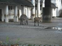<img0*150:stuff/z/46887/Nehirwen%2520stock%2520-%2520Zoo%2520Animals/Berlin%20221.jpg>