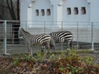 <img0*150:stuff/z/46887/Nehirwen%2520stock%2520-%2520Zoo%2520Animals/Berlin%20222.jpg>