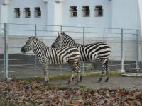 <img0*150:stuff/z/46887/Nehirwen%2520stock%2520-%2520Zoo%2520Animals/Berlin%20223.jpg>