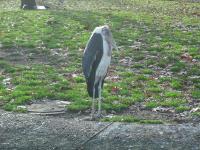 <img0*150:stuff/z/46887/Nehirwen%2520stock%2520-%2520Zoo%2520Animals/Berlin%20224.jpg>