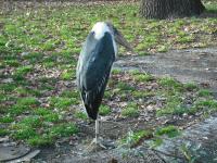 <img0*150:stuff/z/46887/Nehirwen%2520stock%2520-%2520Zoo%2520Animals/Berlin%20225.jpg>