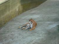 <img0*150:stuff/z/46887/Nehirwen%2520stock%2520-%2520Zoo%2520Animals/Berlin%20226.jpg>