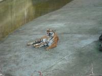 <img0*150:stuff/z/46887/Nehirwen%2520stock%2520-%2520Zoo%2520Animals/Berlin%20227.jpg>