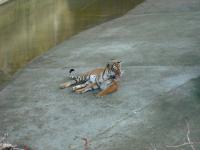 <img0*150:stuff/z/46887/Nehirwen%2520stock%2520-%2520Zoo%2520Animals/Berlin%20228.jpg>