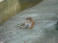 <img0*150:stuff/z/46887/Nehirwen%2520stock%2520-%2520Zoo%2520Animals/Berlin%20229.jpg>