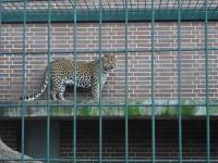 <img0*150:stuff/z/46887/Nehirwen%2520stock%2520-%2520Zoo%2520Animals/Berlin%20234.jpg>