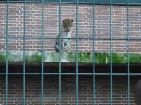 <img0*150:stuff/z/46887/Nehirwen%2520stock%2520-%2520Zoo%2520Animals/Berlin%20236.jpg>