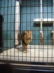 <img0*150:stuff/z/46887/Nehirwen%2520stock%2520-%2520Zoo%2520Animals/Berlin%20265.jpg>
