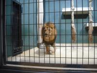 <img0*150:stuff/z/46887/Nehirwen%2520stock%2520-%2520Zoo%2520Animals/Berlin%20268.jpg>