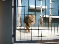 <img0*150:stuff/z/46887/Nehirwen%2520stock%2520-%2520Zoo%2520Animals/Berlin%20271.jpg>