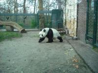 <img0*150:stuff/z/46887/Nehirwen%2520stock%2520-%2520Zoo%2520Animals/Berlin%20303.jpg>