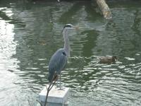 <img0*150:stuff/z/46887/Nehirwen%2520stock%2520-%2520Zoo%2520Animals/Berlin%20307.jpg>