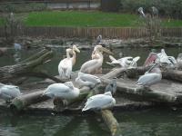 <img0*150:stuff/z/46887/Nehirwen%2520stock%2520-%2520Zoo%2520Animals/Berlin%20308.jpg>