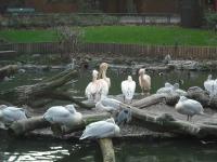 <img0*150:stuff/z/46887/Nehirwen%2520stock%2520-%2520Zoo%2520Animals/Berlin%20309.jpg>