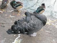 <img0*150:stuff/z/46887/Nehirwen%2520stock%2520-%2520Zoo%2520Animals/Berlin%20314.jpg>