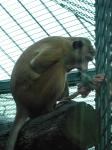 <img0*150:stuff/z/46887/Nehirwen%2520stock%2520-%2520Zoo%2520Animals/Berlin%20318.jpg>
