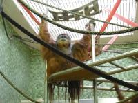 <img0*150:stuff/z/46887/Nehirwen%2520stock%2520-%2520Zoo%2520Animals/Berlin%20330.jpg>