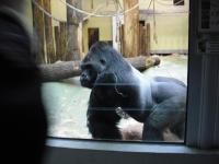 <img0*150:stuff/z/46887/Nehirwen%2520stock%2520-%2520Zoo%2520Animals/Berlin%20340.jpg>