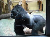 <img0*150:stuff/z/46887/Nehirwen%2520stock%2520-%2520Zoo%2520Animals/Berlin%20342.jpg>