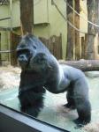 <img0*150:stuff/z/46887/Nehirwen%2520stock%2520-%2520Zoo%2520Animals/Berlin%20345.jpg>