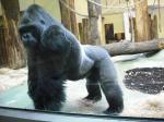 Nehirwen stock - Zoo Animals
