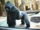 Nehirwen stock - Zoo Animals